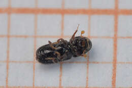 Image of Six-toothed spruce bark beetle