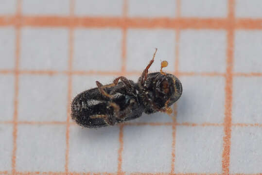 Image of Six-toothed spruce bark beetle