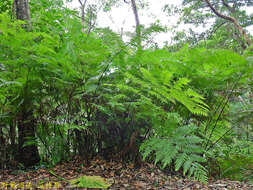 Image of Cibotium taiwanense C. M. Kuo