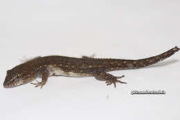 Image of Naked-toed Gecko