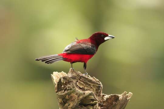 Image of Crimson-backed Tanager