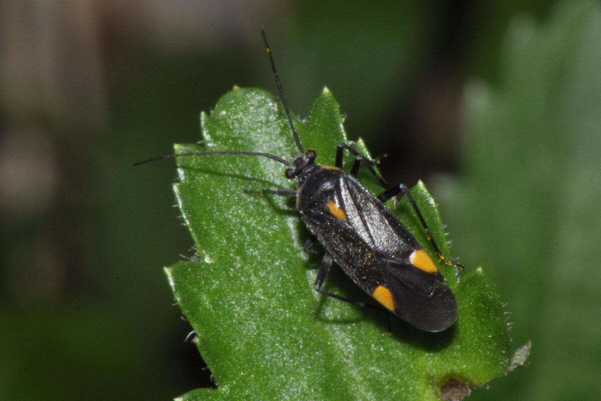 Image of Capsodes flavomarginatus (Donovan 1798)