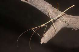 Image of Arizona Walkingstick