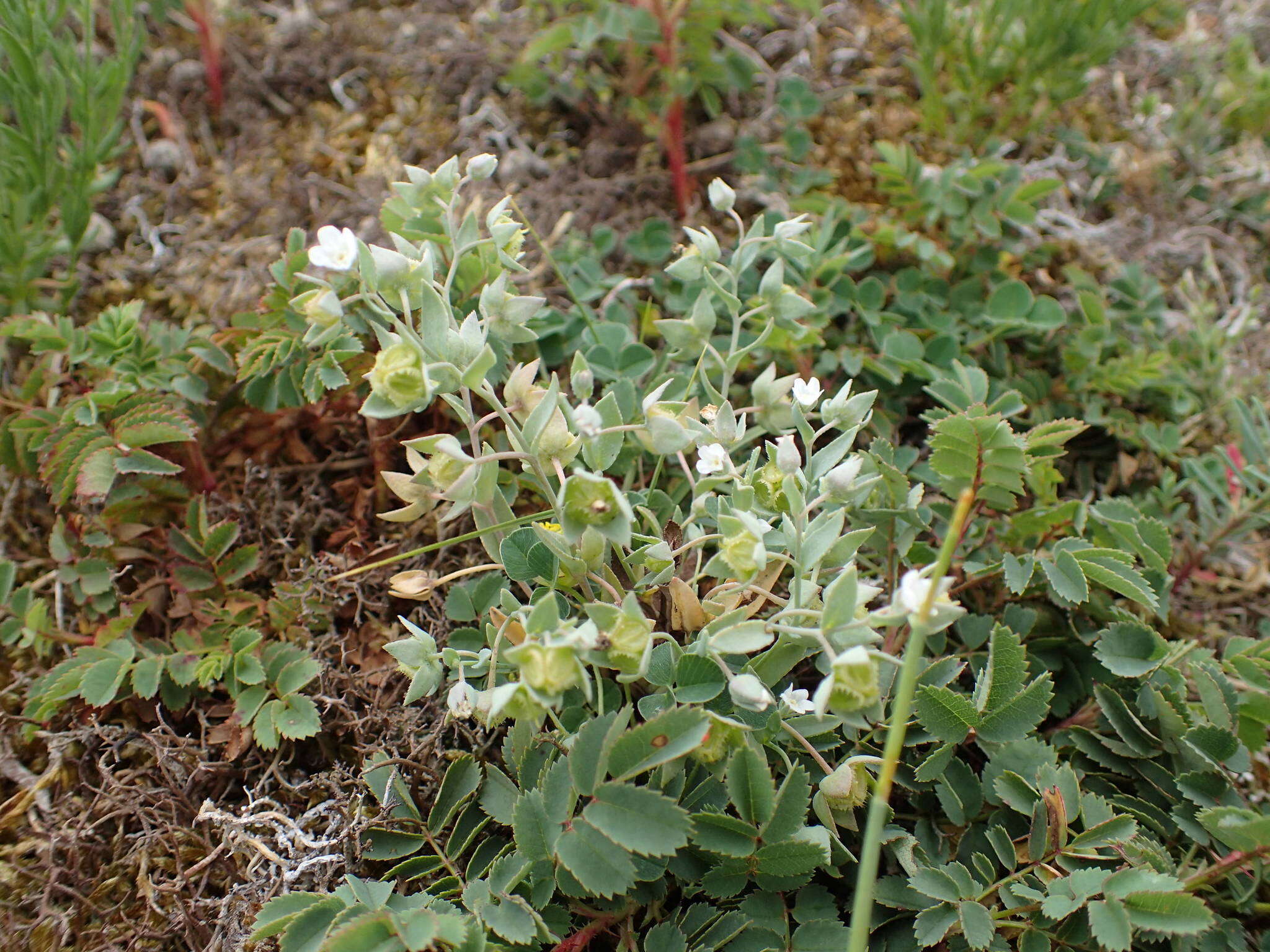 Imagem de Iberodes littoralis (Lehm.) Serrano, R. Carbajal & S. Ortiz