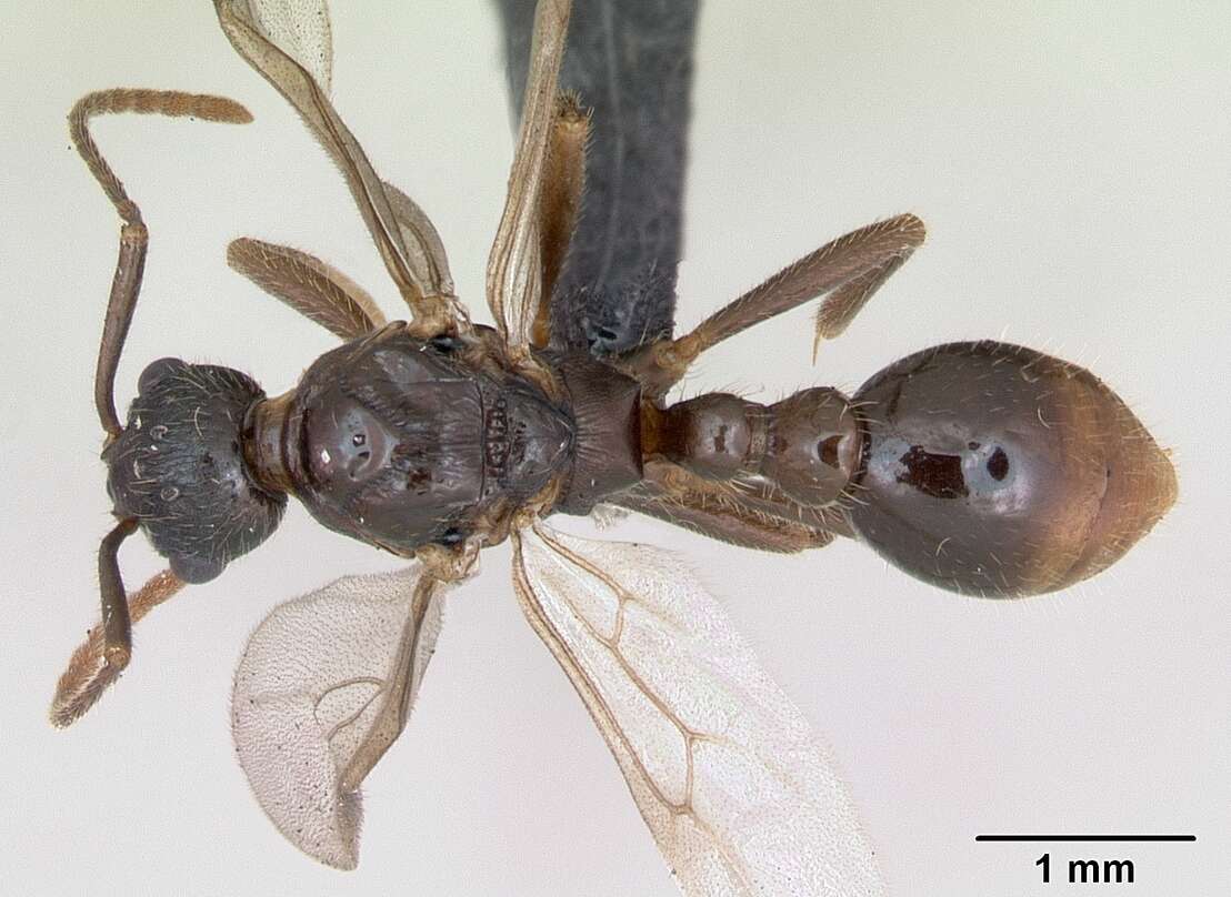 Image of Myrmica ruginodis Nylander 1846