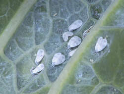 Image of Cabbage whitefly