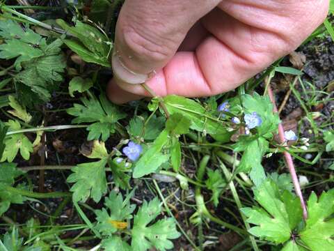 Image of American speedwell