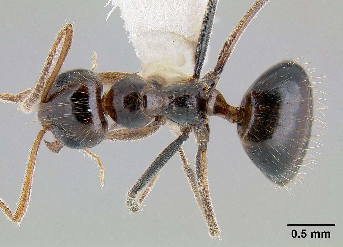 Image of False Honey Ant