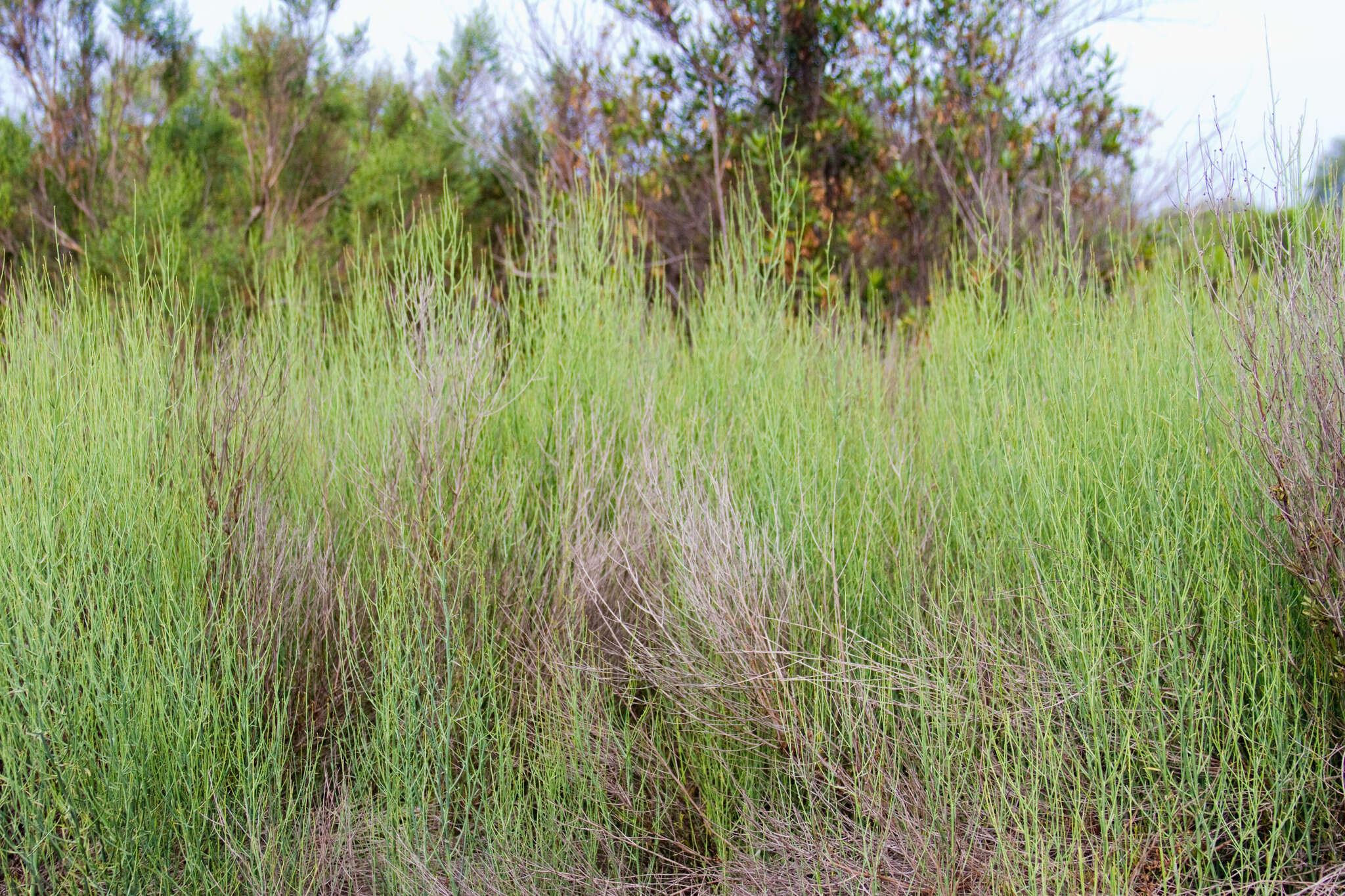 Image of Mexican-Devilweed