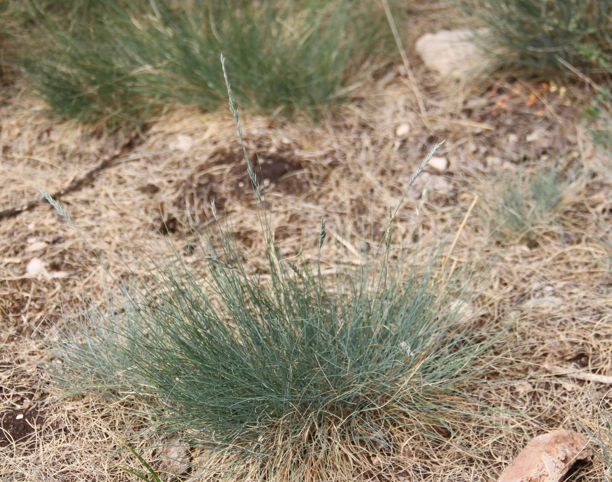 Image of Volga fescue