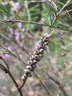 Image of Melaleuca diosmatifolia Dum.-Cours.