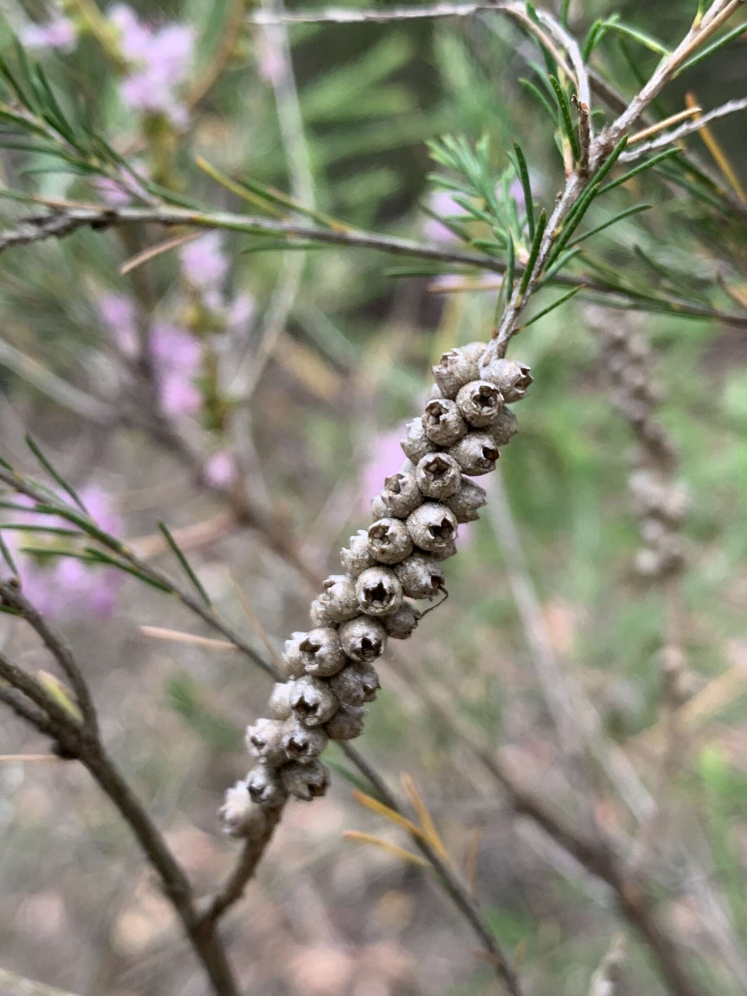 Image of Melaleuca diosmatifolia Dum.-Cours.