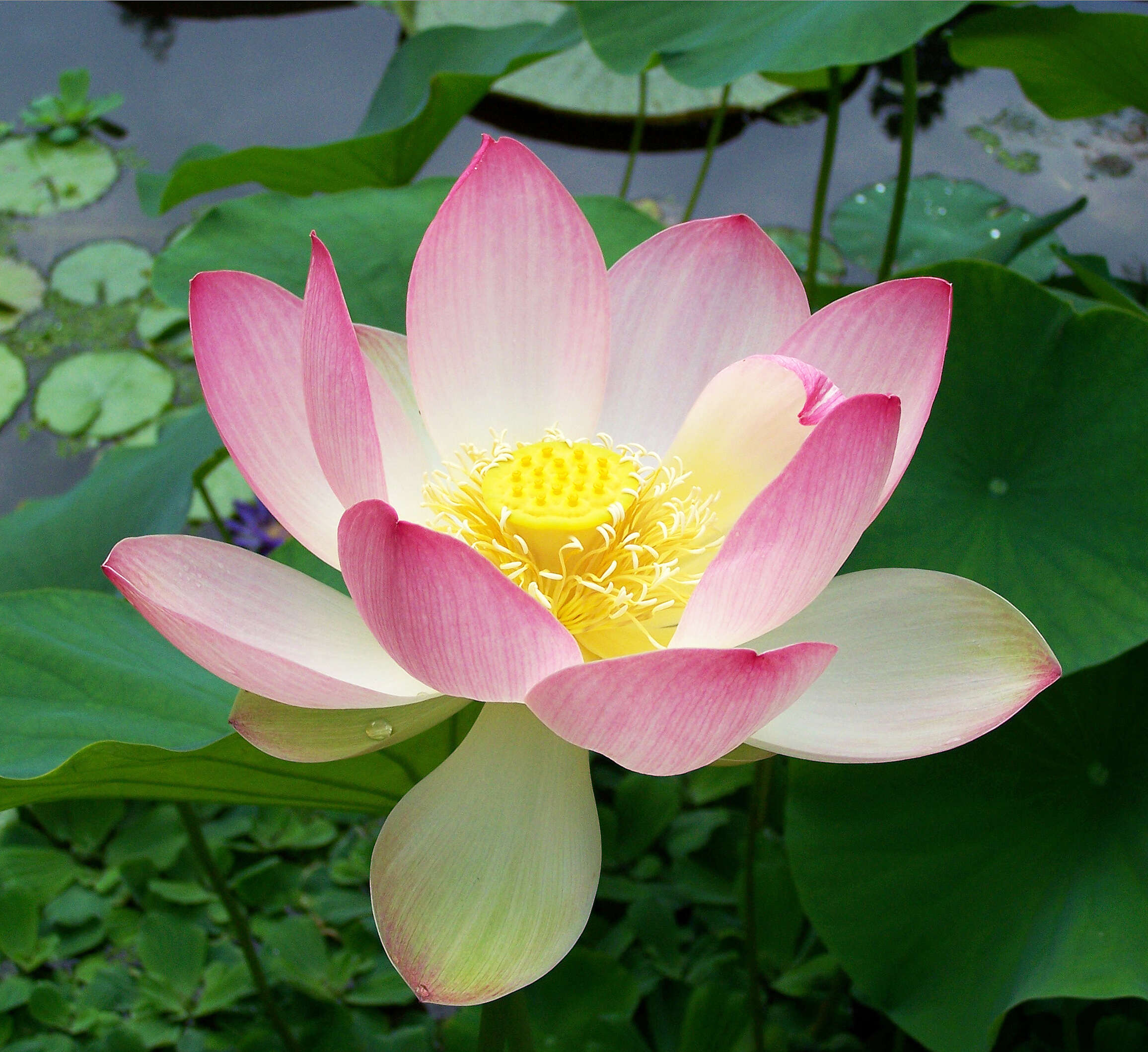 Image of sacred lotus