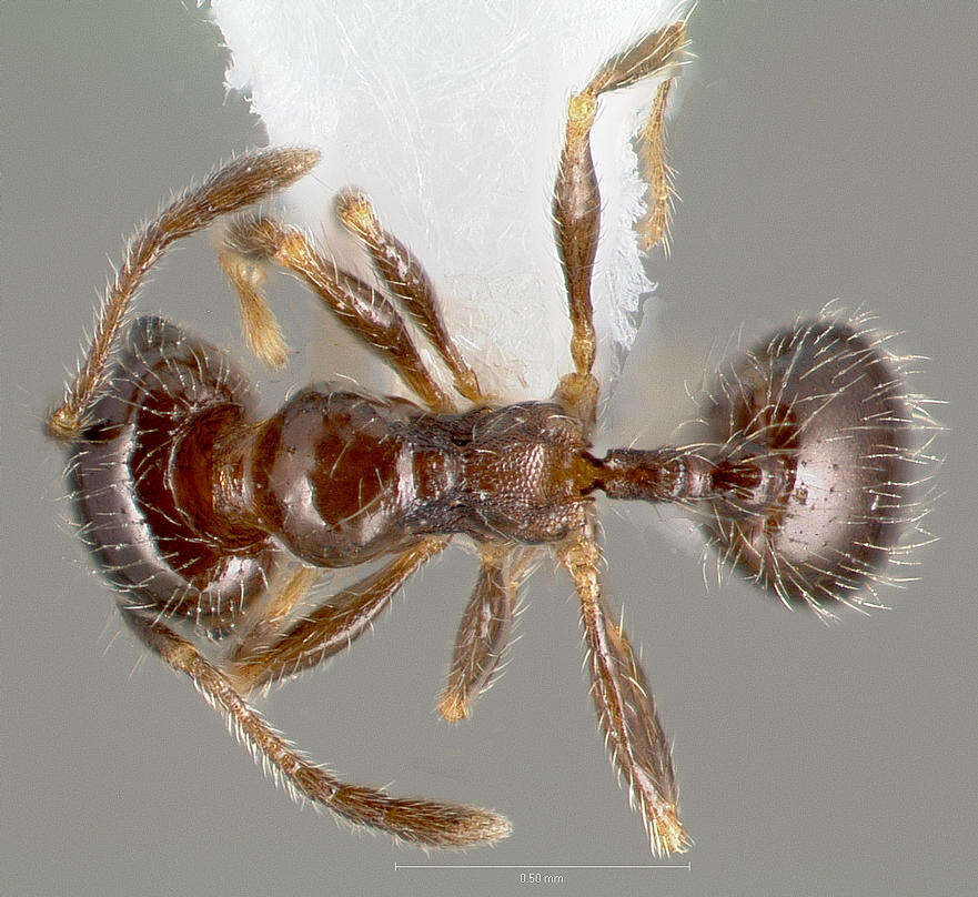 Pheidole bicarinata Mayr 1870 resmi