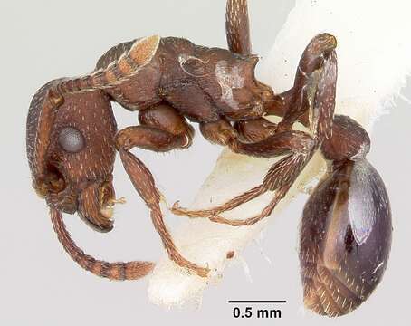 Plancia ëd Myrmica colax (Cole 1957)