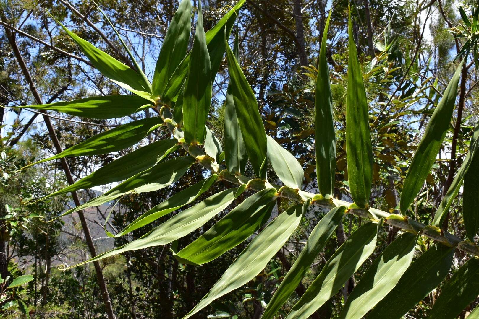 Imagem de Flagellaria neocaledonica Schltr.