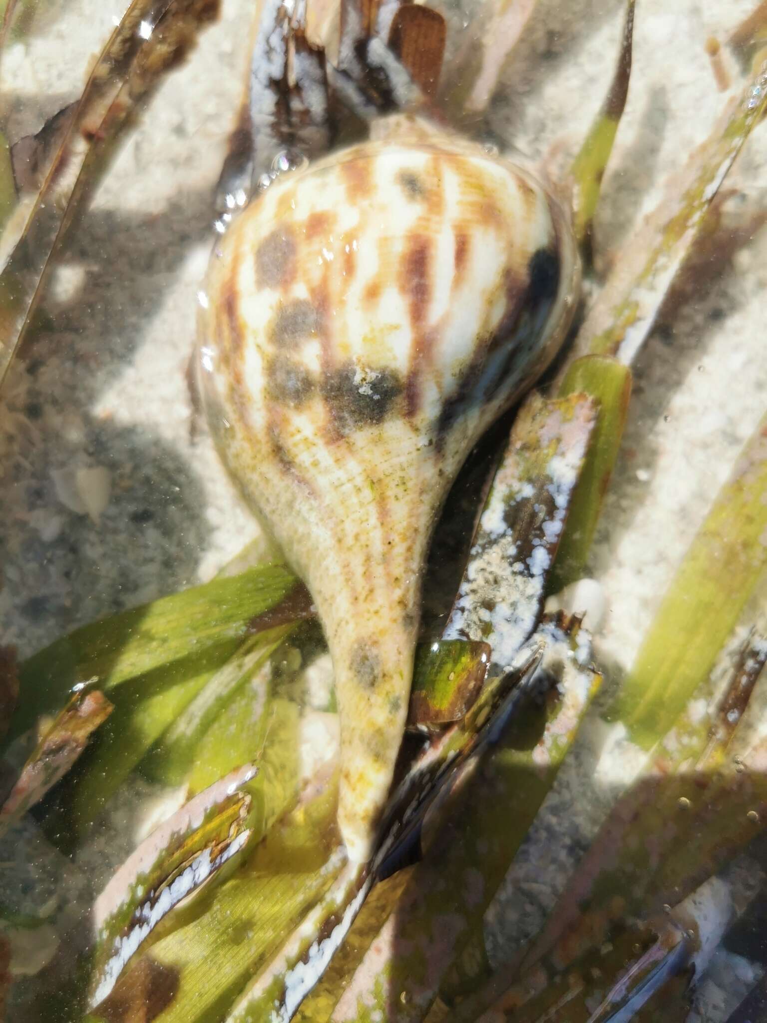 Image of pear whelk