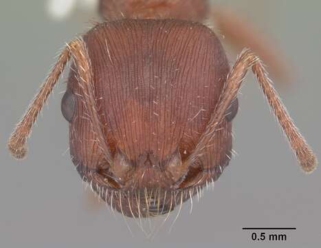 Image of Florida Harvester Ant