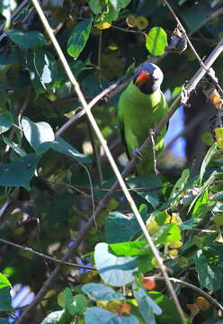 Image of Slaty-headed Parakeet