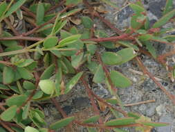 Image of Synostemon bacciformis (L.) G. L. Webster