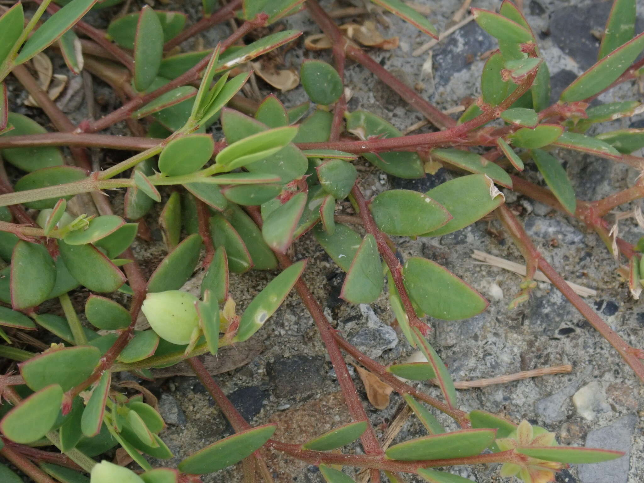 Image of Synostemon bacciformis (L.) G. L. Webster