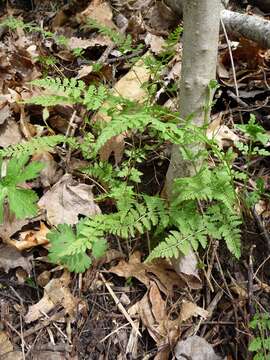 Image of upland brittle bladderfern