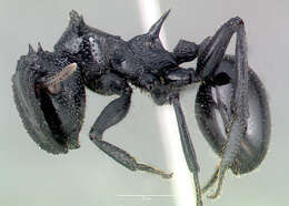 Imagem de Cephalotes alfaroi (Emery 1890)