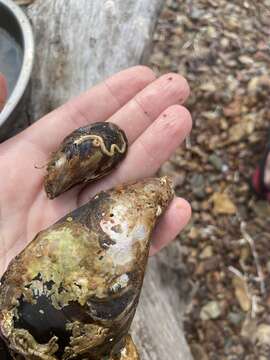 Image of Gray mussel