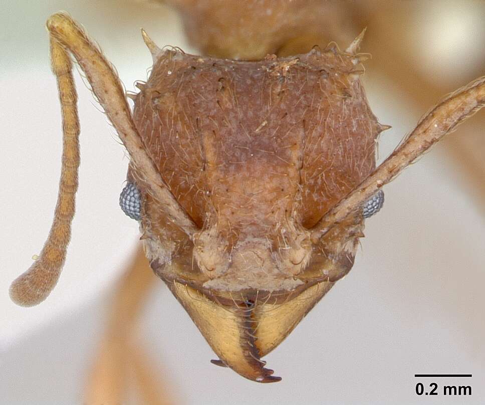 Image of Acromyrmex coronatus (Fabricius 1804)