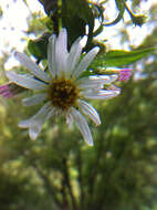 Image of Engelmann's aster