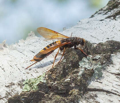 Tremex fuscicornis (Fabricius 1787)的圖片