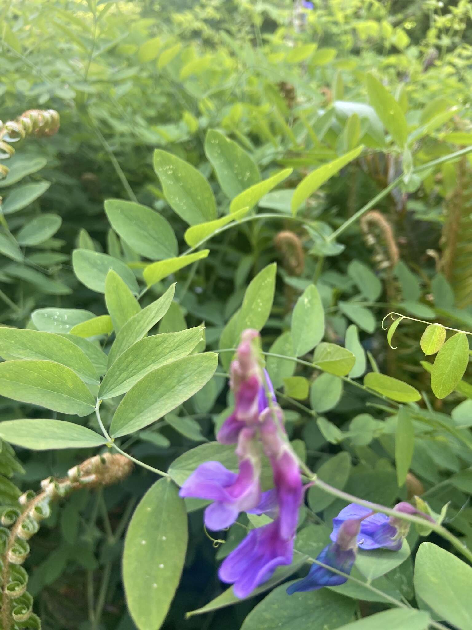 Imagem de Lathyrus polyphyllus Torr. & A. Gray