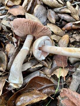 Image of Agaricus kerriganii L. A. Parra, B. Rodr., A. Caball., M. Martín-Calvo & Callac 2013