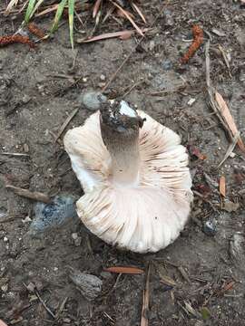 Image of Pluteus pouzarianus Singer 1983