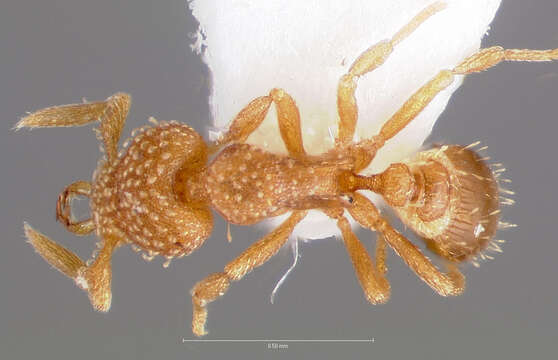 Image of Strumigenys emmae