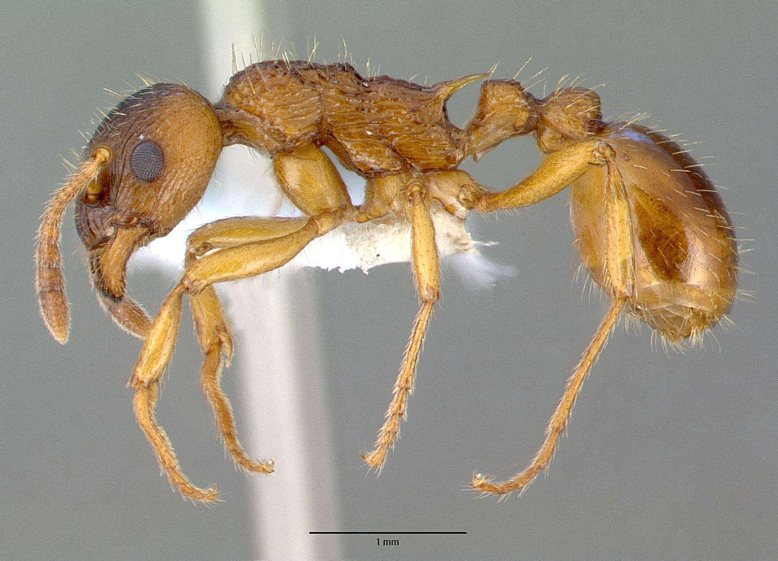 Image of Myrmica ruginodis Nylander 1846