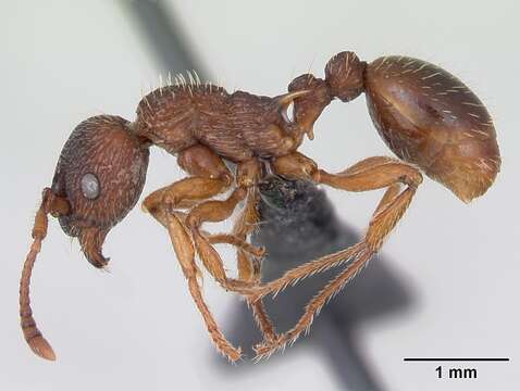 Image of Myrmica lonae