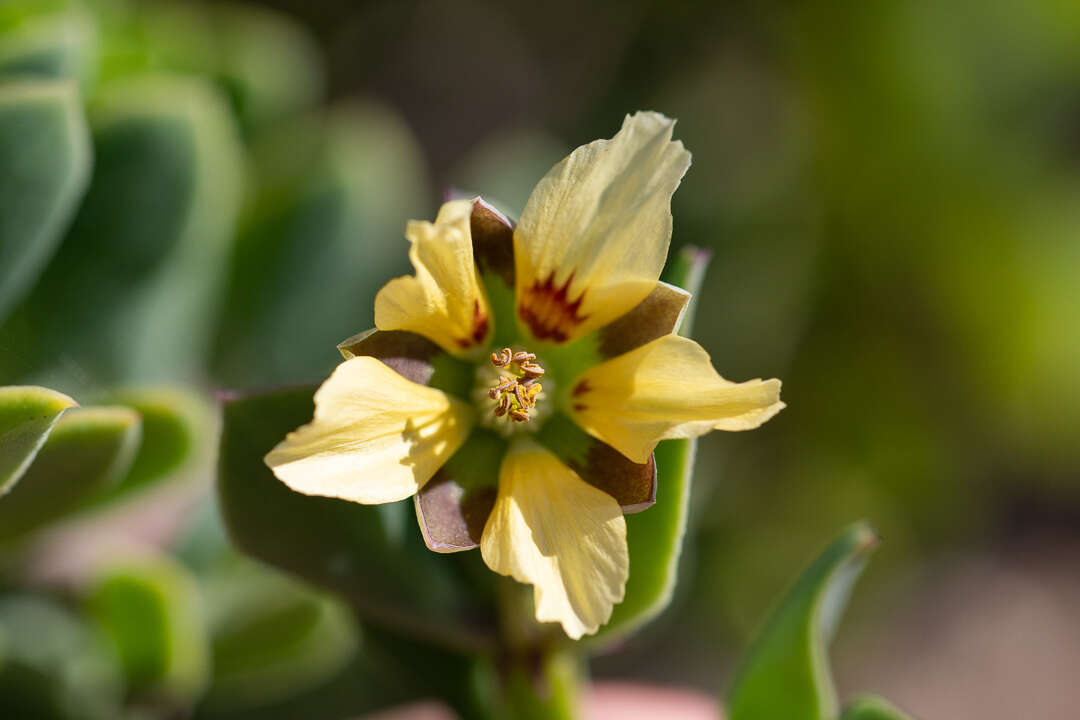 Image of Roepera flexuosa (Eckl. & Zeyh.) Beier & Thulin