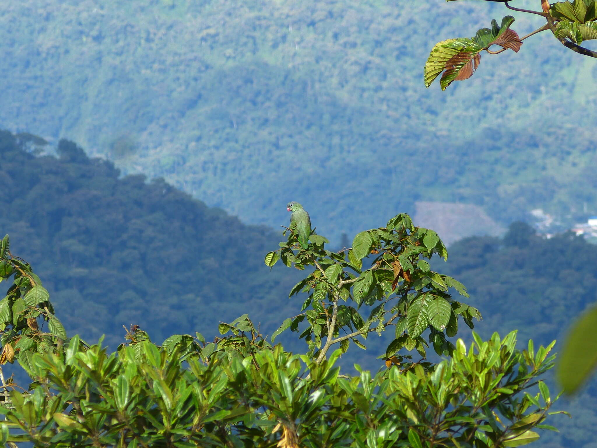 Image of Red-billed Parrot