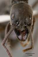 Image of Matabele ant