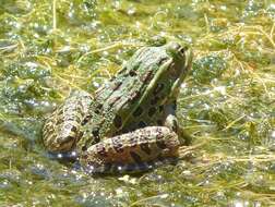 Image of Chiricahua Leopard Frog