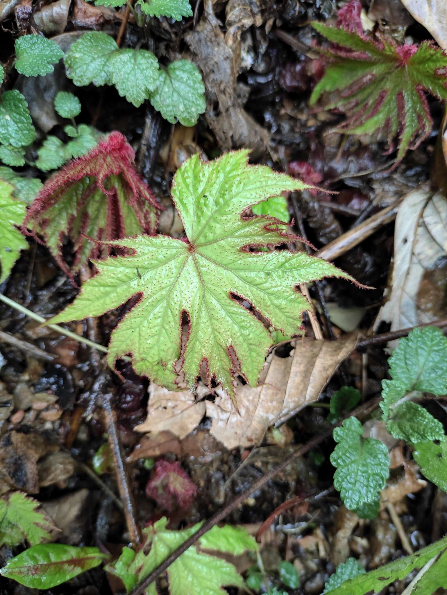 Image of Begonia algaia L. B. Sm. & Wassh.