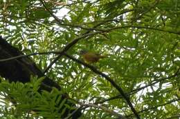 Image of Green-crowned Warbler