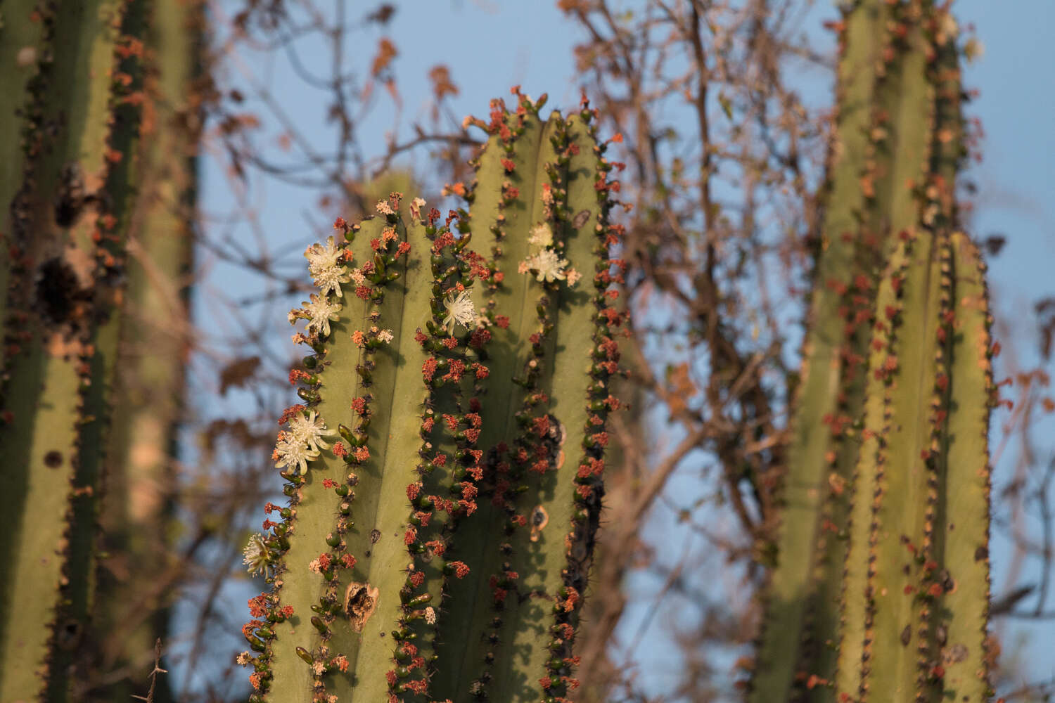 Image of Myrtillocactus schenckii (J. A. Purpus) Britton & Rose