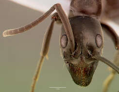 Image of Matabele ant