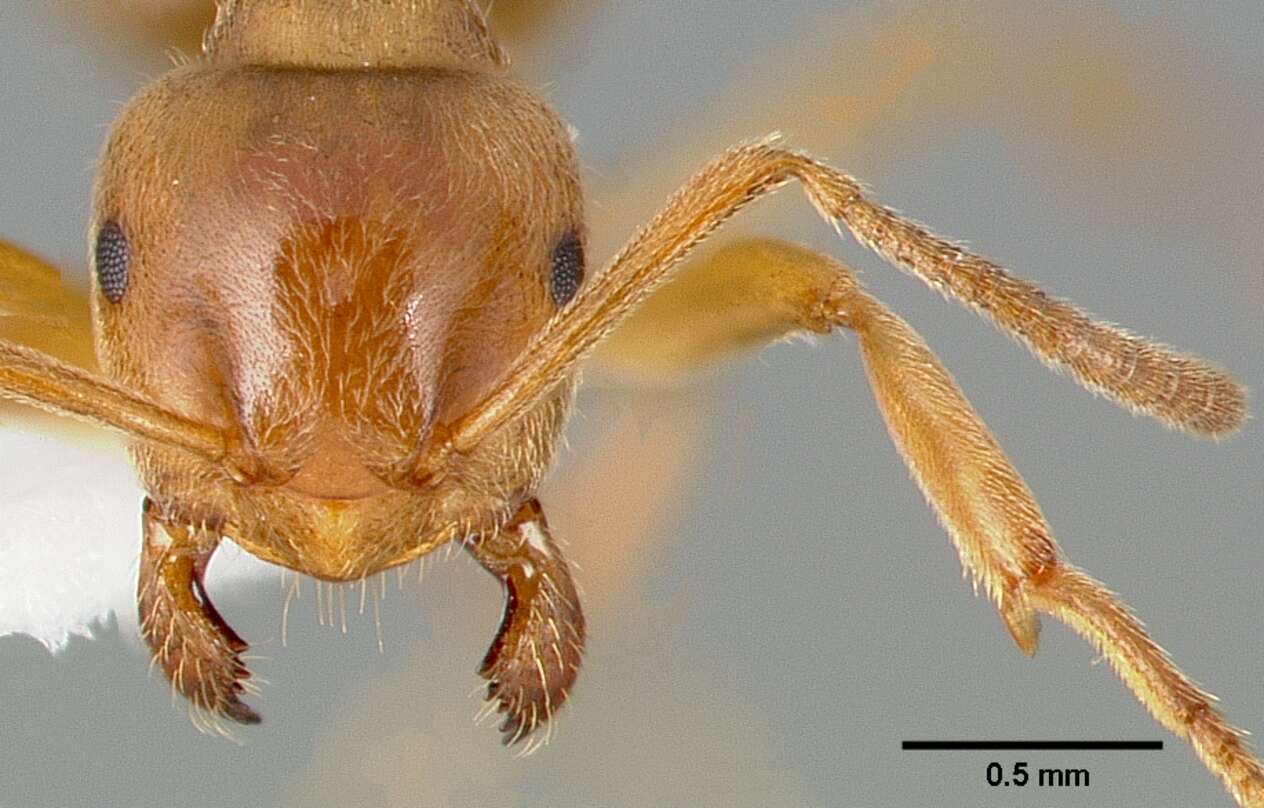 Image de Lasius umbratus (Nylander 1846)