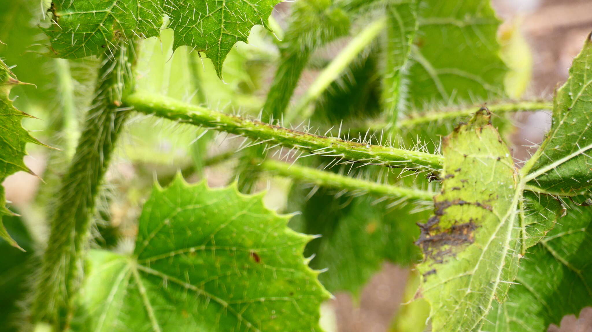 Image of Cnidoscolus rotundifolius (Müll. Arg.) McVaugh