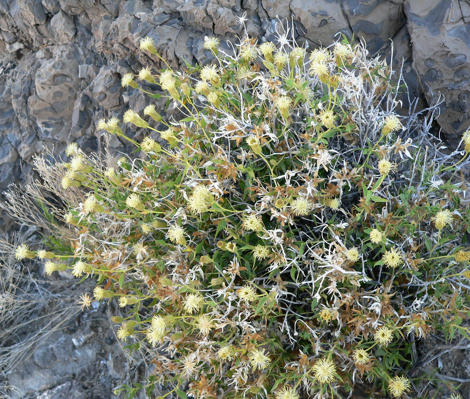 Image of spearleaf brickellbush