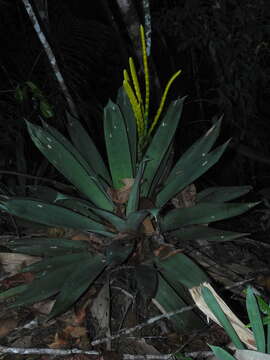 Image of Goudaea ospinae (H. Luther) W. Till & Barfuss