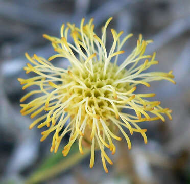 Image de Brickellia atractyloides A. Gray